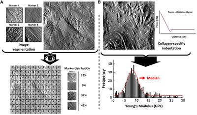 Quantitative nanohistology of aging dermal collagen